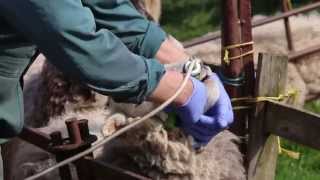 Correct drenching technique  sheep worming [upl. by Harriette]