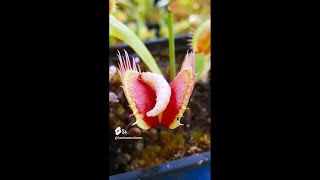 Best Carnivorous Plant videos of Spring 2024 [upl. by Metsky]