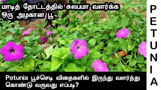 Petunia பூச்செடி விதைகளில் இருந்து வளர்த்து கொண்டு வருவது எப்படி  How to grow Petunia from seed [upl. by Wolsky]