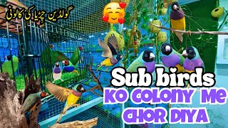 Gouldian finches ko aj colony me chod diya  Gouldian breeding colony lala aviary [upl. by Billy]