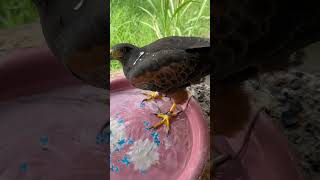 Harris Hawk [upl. by Wadleigh]