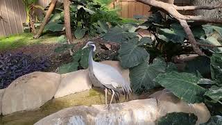 Demoiselle cranes [upl. by Troxell127]