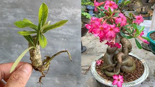 Plumeria will produce 500 flowers when propagated this way from the start [upl. by Gibrian]