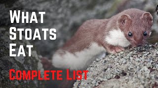 What Stoats Eat  Vicious and Relentless Predators [upl. by Nilekcaj]