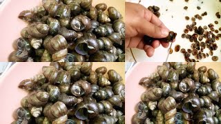 Periwinkle Snail Recipe  Naga Kitchen [upl. by Amehsyt]