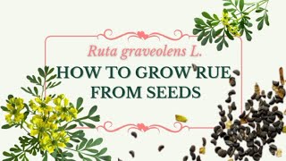 HOW TO GROW RUE FROM SEEDS  TIME LAPSE  TIPS amp TRICKS  FIRST TIME IN PHILIPPINES 100 SUCCESS [upl. by Filippo]