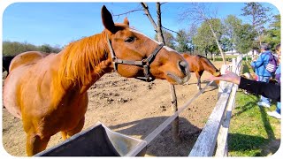 Ergela Ljubičevo  Požarevac Srbija 4K 🏇 [upl. by Eugilegna]