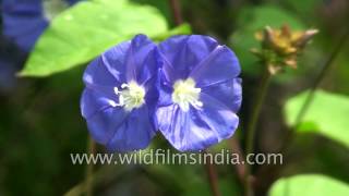 Jacquemontia violacea  Skyblue Clustervine is native to tropical America [upl. by Valentia]