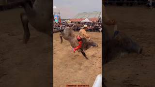 JARIPEO EXTREMO MONTA DRAMÁTICA PARA CHAPARRO DE NAYARIT😱😱🔥 jaripeo shorts [upl. by Ibbor]