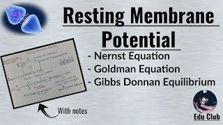 Resting Membrane Potential  Nernst potential  Equilibrium potential   Nerve Muscle Physiology [upl. by Ostap535]