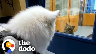 Samoyed Loves All The Cats At His Daycare — So His Family Adopts One For Him  The Dodo [upl. by Kohcztiy]