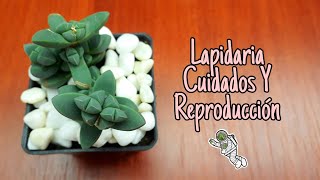 LAPIDARIA DELOSPERMA LEHMANNI PLANTA HIELO CUIDADOS Y REPRODUCCIÓN FÁCIL Y RÁPIDO [upl. by Lebazi654]