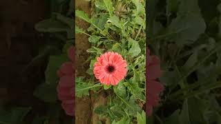 जरबेरा फूलों की खेती का लाखों रुपए कमाए  gerbera phool ki kheti FlowerFarming shorts [upl. by Cinimod798]