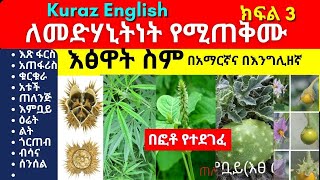 ለመድሃኒትነት የሚጠቅሙ እፅዋት ስም  Names of Ethiopian medicinal plants and herbs  Part 3 [upl. by Anneuq]