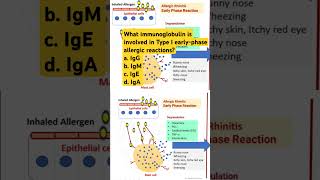 What immunoglobulin is involved in Type I earlyphase allergic reactions [upl. by Chaney]