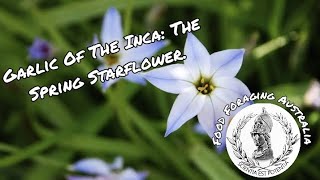 Garlic of the Inca The Spring Starflower Ipheion Uniflorum [upl. by Sherye]