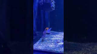 New TangTomini Tang 🙌🏻 waterboxaquariums redsea reeftank tangfish [upl. by Ariaet]