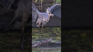 Great Blue Heron Hunting Fish nature birds [upl. by Aeslahc248]