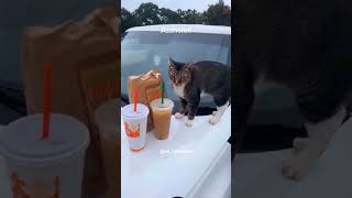 cats funny funnycatsanddogsnew2023 funnyanimals funnypetschannel [upl. by Ilhsa612]