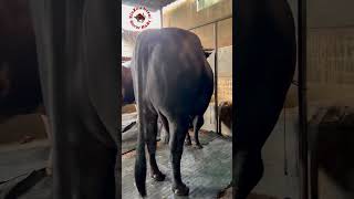 hefty bull viralvideo animalfarming reels bull cattlefarming farming fyp shorts [upl. by Jenkins]