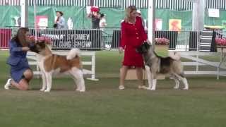 Akita Judging Sydney Royal 2015 [upl. by Damara]