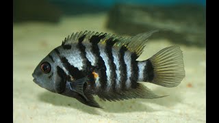 TOP 5 Convict Cichlid tank mates you may NOT KNOW [upl. by Atem]