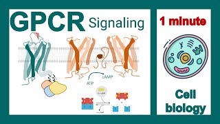 GPCR signaling explained in 1 minute  GPCR signaling pathway  cell bio in 1 minute [upl. by Skillern222]