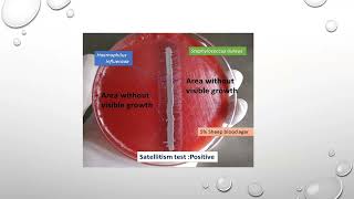 محاضره bacteria Hamophilusدهناء لتدريس الميكروبيولوجي الطبية والمناعه [upl. by Brest]