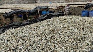 Dry Fish Business Opportunity  Dry Fish Processing  Dry Fish Market [upl. by Dysart]