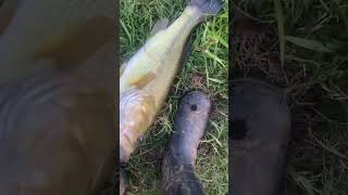 BIG BASS  BOOT CHALLENGE fishing [upl. by Bergmans]