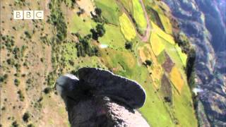 Condor cameraman Birdcam films birdseye view of Andes Earthflight [upl. by Charissa23]