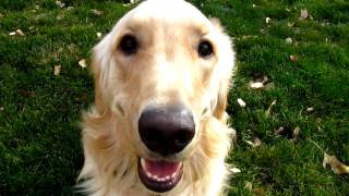 LOVEABLE Golden Retriever playing barking and having fun [upl. by Arron]