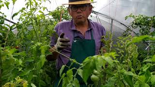 Astuces pour bien comprendre larrosage des tomates Bien plantée  une tomate demande peu deau [upl. by Fidole441]