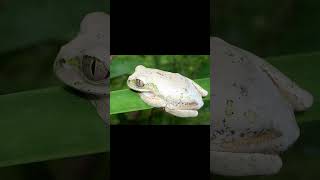 RingNecked Spitting Cobra and Natal Forest Tree Frog [upl. by Findley37]