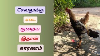 சேவல் எடை குறைய இதான் காரணம் [upl. by Ajile]