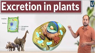 Excretion in Plants  Homeostasis  12th Biology  Chapter 15  Inter Part 2  Ucademy [upl. by Adis]