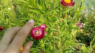 Strawflower how to use and Description [upl. by Assiled794]