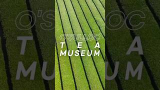 Jeju Travel OSulloc Tea Museum [upl. by Keldah531]