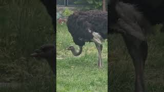 Ostrich Bird Feeding [upl. by Arahk]