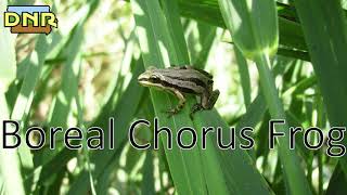 Boreal Chorus Frog Calls Iowa DNR [upl. by Brubaker]