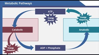 Metabolic Pathways [upl. by Alauqahs]