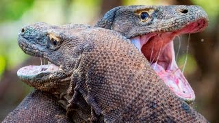 Epic Fight Between Two Komodo Dragons [upl. by Ellinger]