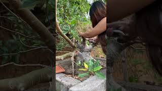 Ficus Racemosa ‼️ bonsai bonsaitree bonsaigarden nature bonsaiasia [upl. by Hareehahs]