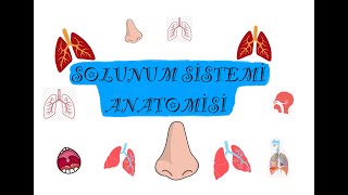 SOLUNUM SİSTEMİ ANATOMİSİ [upl. by Boyes167]