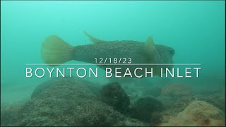 Boynton Beach Inlet Underwater Camera Sharks Snappers And More [upl. by Allevon]