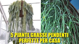 5 Piante Grasse Pendenti Perfette per la Casa [upl. by Ordep]