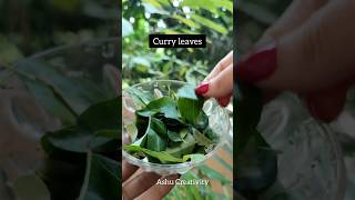 ✅Curry leaves Hair Tonic For Fast Hair GrowthHaircare tips shortshaircarelonghairviral [upl. by Adelice740]