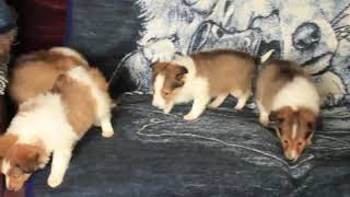 Sheltie Puppies For Sale [upl. by Lalage681]