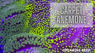 Coral Care 101 Carpet Anemones [upl. by Niran226]