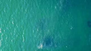 Sharks chasing sardines  HD  Drone footage  Winklespruit  South Africa [upl. by Ibbob175]